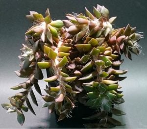 Anacampseros rufescens sukulent bitki