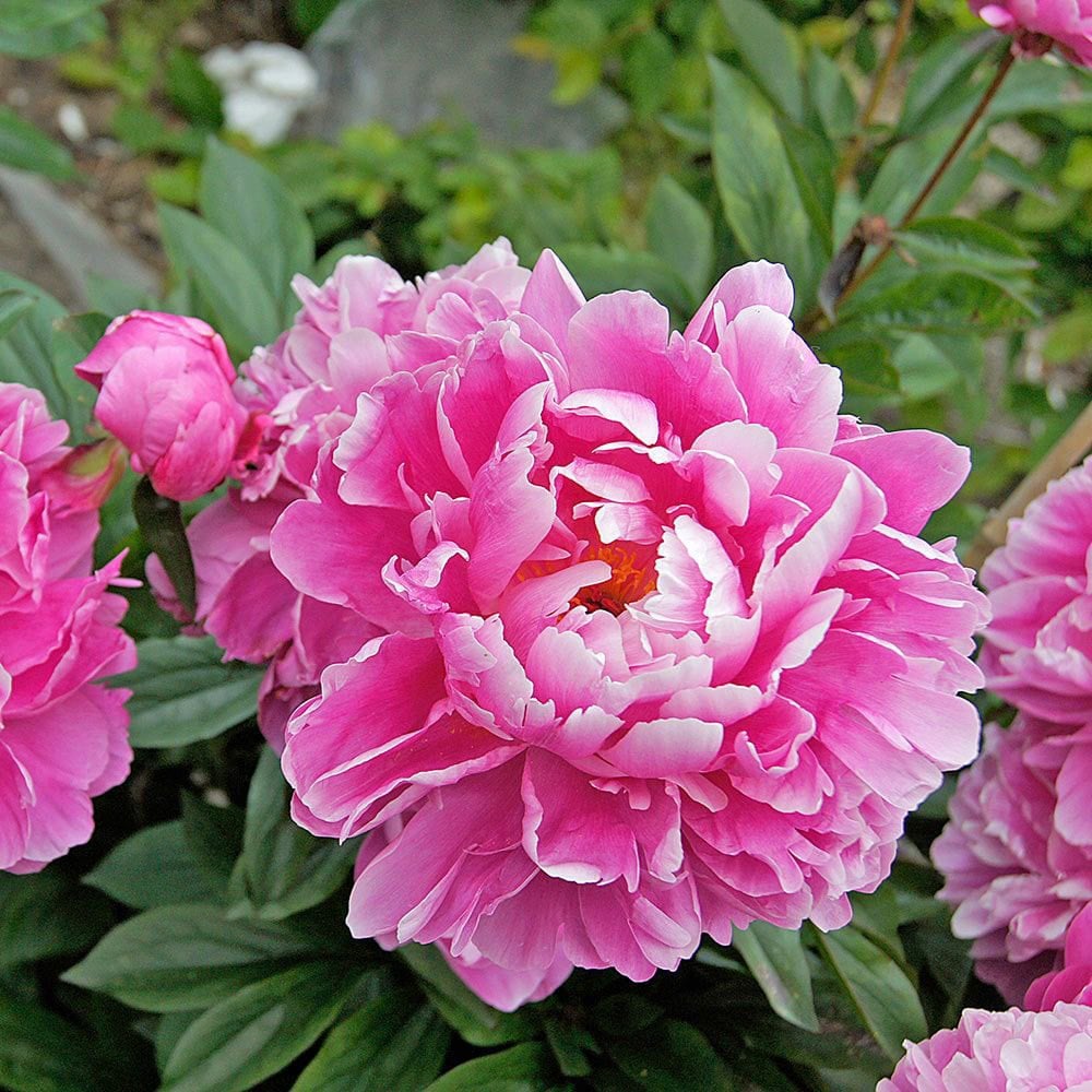 Dr Alex Fleming şakayık soğanı kokulu paeonia lactiflora peony