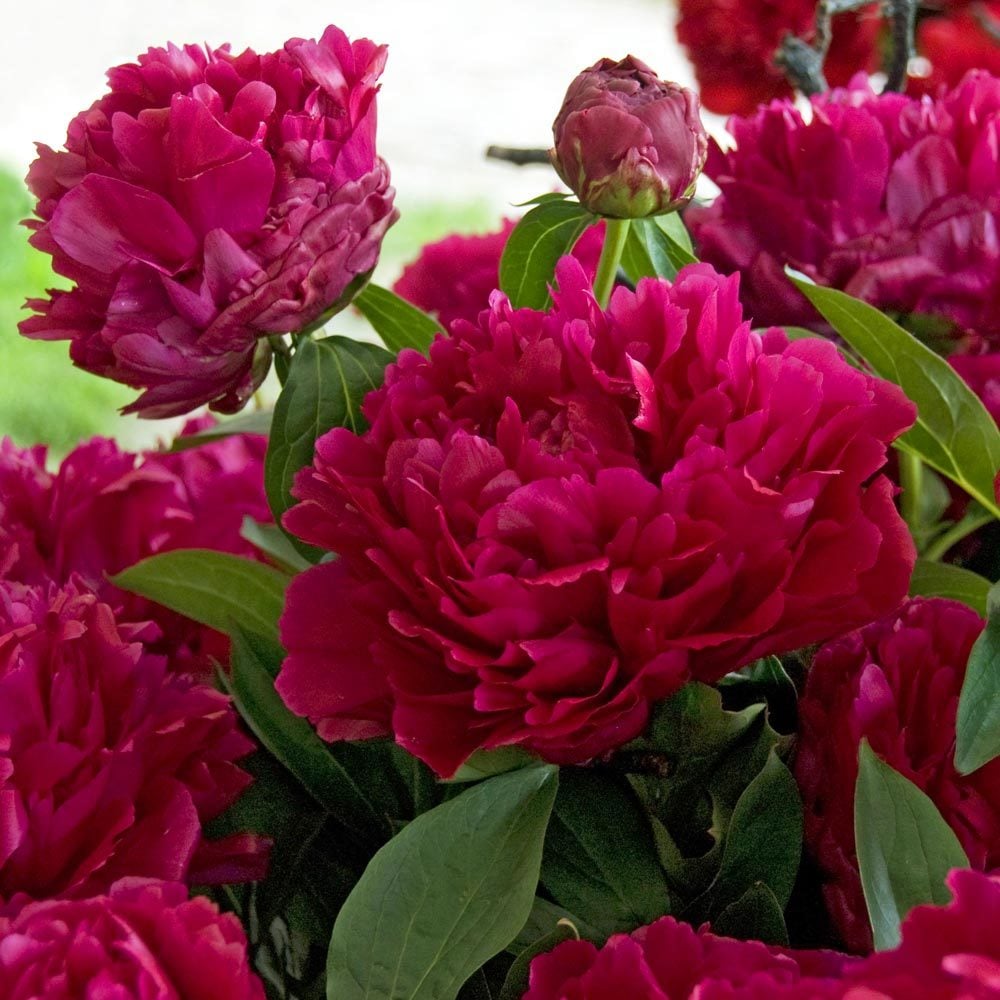 Adolphe Rousseau şakayık soğanı kokulu paeonia lactiflora peony