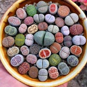 Lithops 3-5 yaş yetişmiş karışık renkler