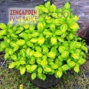 Zencefilli nane fidesi mentha gracilis ginger mint