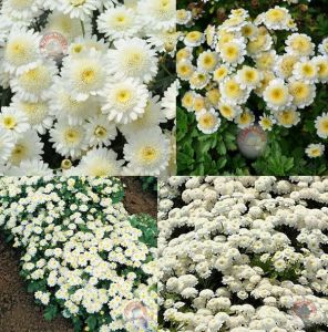 Kasımpatı tohumu krizantem chrysanthemum white stars