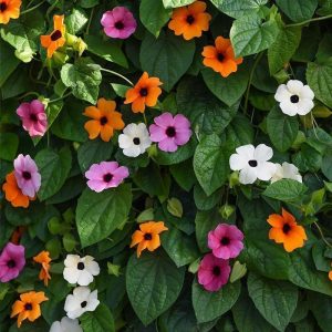 Karagözlü suzan sarmaşığı fidesi thunbergia alata amber stripes