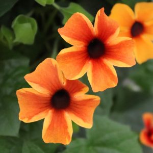 Karagözlü suzan sarmaşığı fidesi thunbergia alata amber stripes