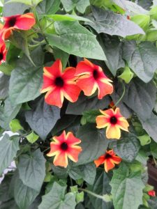 Karagözlü suzan sarmaşığı fidesi thunbergia alata amber stripes