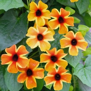 Karagözlü suzan sarmaşığı fidesi thunbergia alata amber stripes