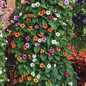 Karagözlü suzan sarmaşığı fidesi thunbergia alata amber stripes