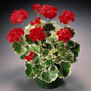 Wilhelm Langguth dekoratif sardunya fidesi ithal pelargonium deco