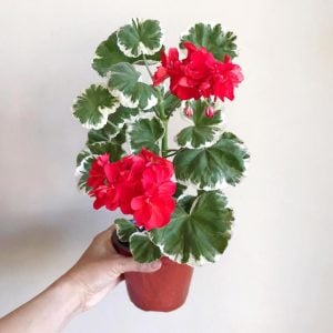 Wilhelm Langguth dekoratif sardunya fidesi ithal pelargonium deco