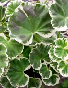 Wilhelm Langguth dekoratif sardunya fidesi ithal pelargonium deco