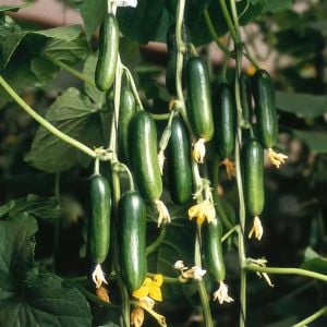 Çengelköy badem salatalık tohumu cucumis sativus