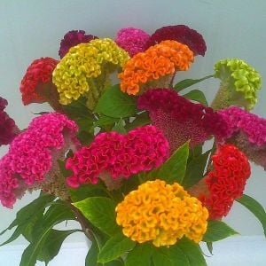 Horozibiği tohumu celosia bombay mix iri çiçekli 6 renk karışım