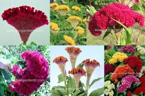 Horozibiği tohumu celosia bombay mix iri çiçekli 6 renk karışım