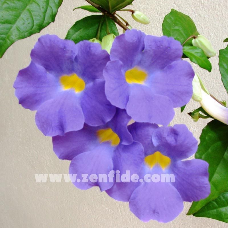 Thunbergia erecta fidesi mavi leylak renkli çiçekler