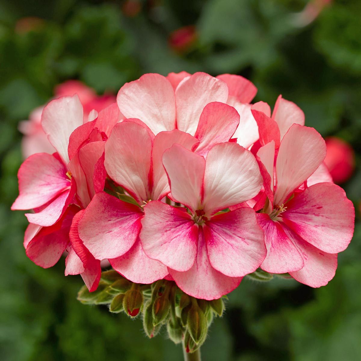 Bunny Pink Ice sardunya fidesi pelargonium syngenta