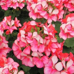 Bunny Pink Ice sardunya fidesi pelargonium syngenta