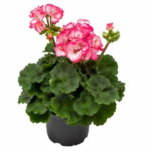 Bunny Strawberry Ice sardunya fidesi pelargonium syngenta