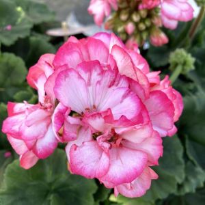 Bunny Strawberry Ice sardunya fidesi pelargonium syngenta