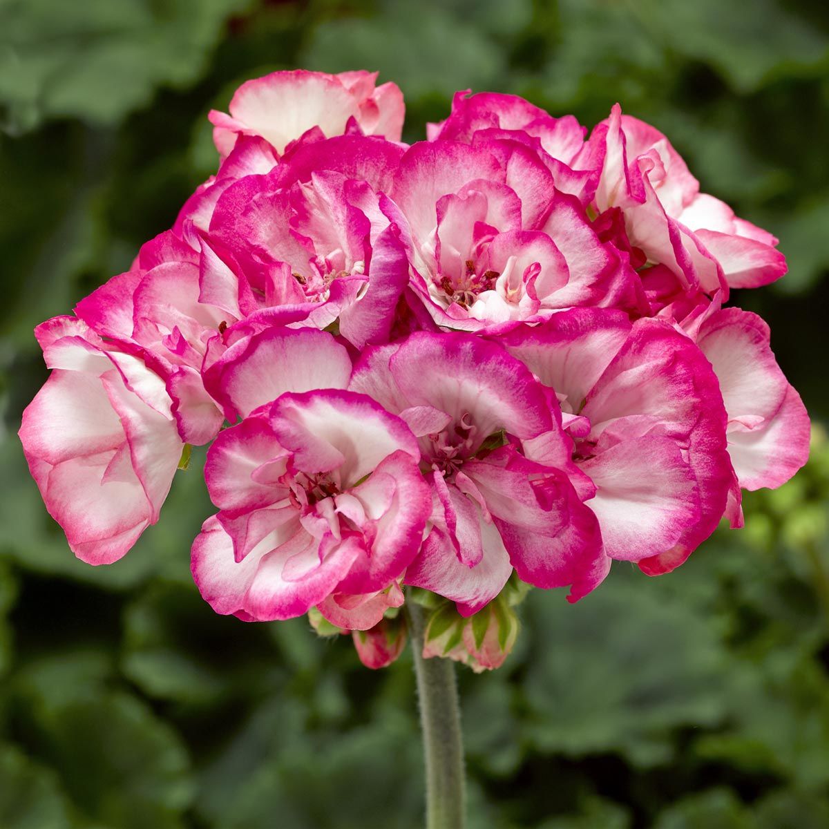 Bunny Strawberry Ice sardunya fidesi pelargonium syngenta