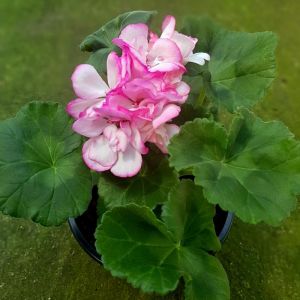 Bunny Strawberry Ice sardunya fidesi pelargonium syngenta