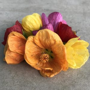 Turuncu abutilon fidanı patio orange