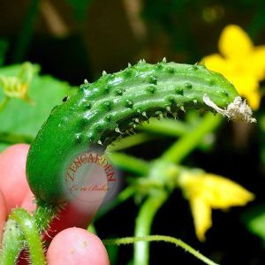 Paris turşuluk salatalık tohumu cucumis sativus