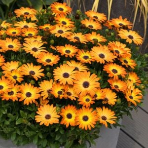 Turuncu çiçekli bodrum papatyası fidesi orange eye osteospermum