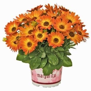 Turuncu çiçekli bodrum papatyası fidesi orange eye osteospermum