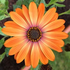 Turuncu çiçekli bodrum papatyası fidesi orange eye osteospermum