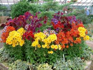 Salpiglossis çiçeği fidesi karışık renkler royale serisi