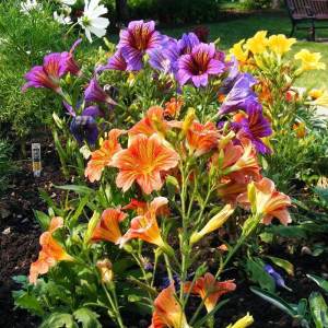 Salpiglossis çiçeği fidesi karışık renkler royale serisi