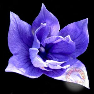 Katmerli platycodon tohumu mavi balon çiçeği grandiflorus