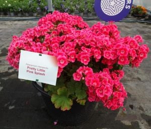 Pretty Little Pink Splash sardunya fidesi pelargonium syngenta