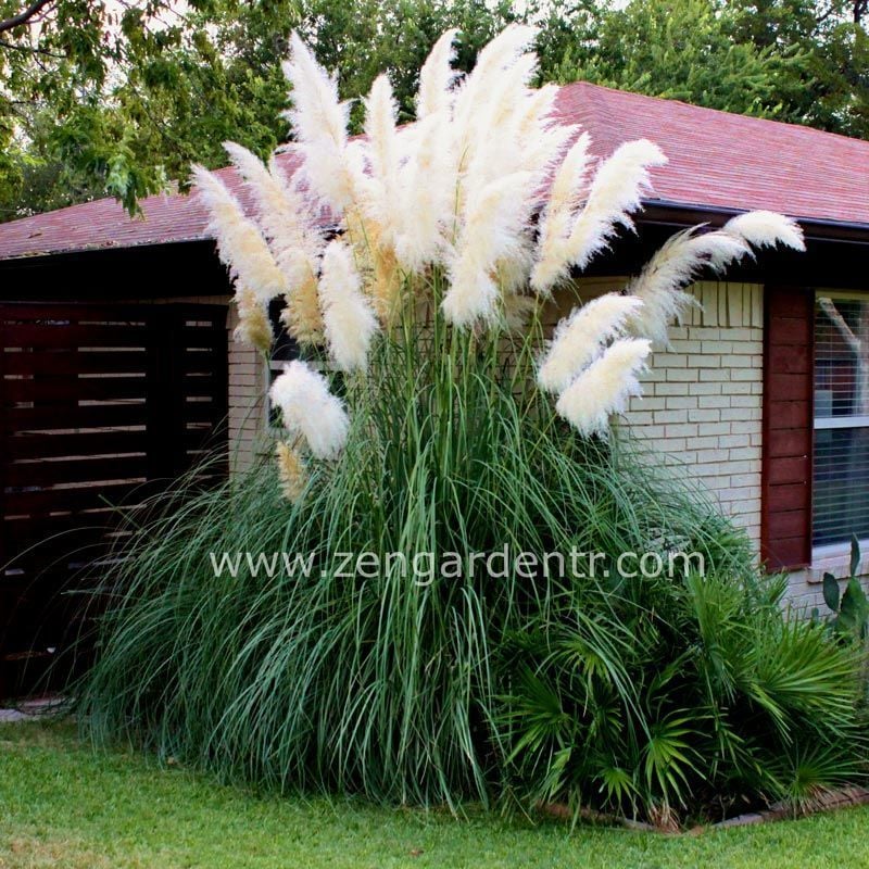 Beyaz pampas tohumu cortaderia selloana white püskül