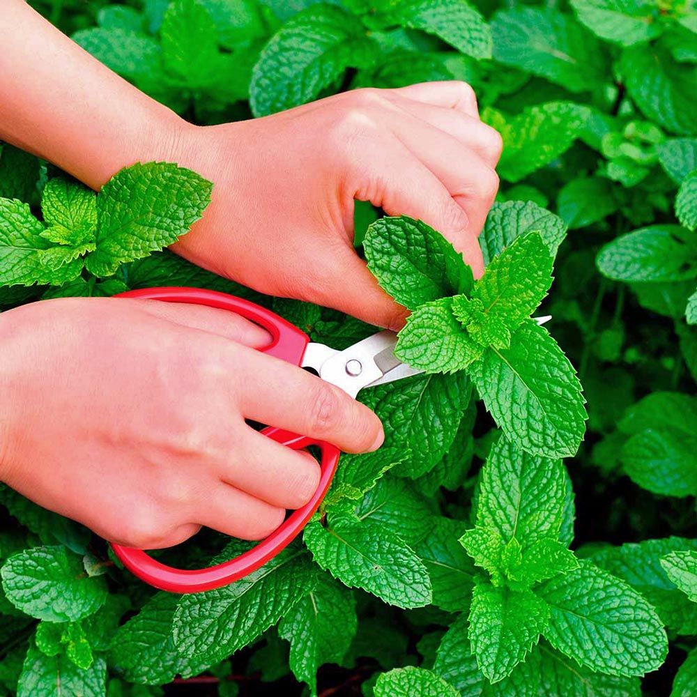 Taşkent nane fidesi mentha spicata Tashkent