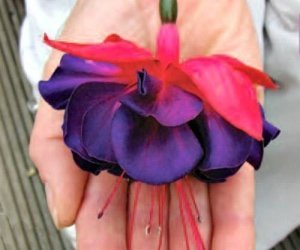 Marbeller purple rain küpeli çiçeği fidesi XXL büyük katlı çiçekli