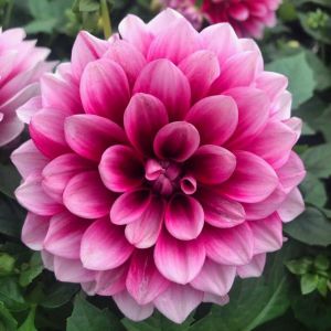 Yıldız çiçeği fidesi dalya dahlia lubega burgundy white