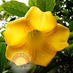 Sarı brugmansia fidanı parfüm kokulu dev çiçekler
