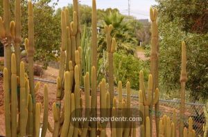 Peru kaktüs tohumu weberbauerocereus cactus