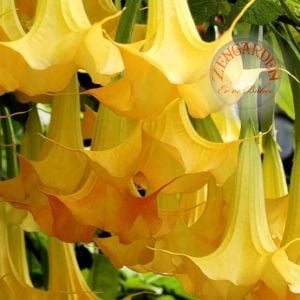 Sarı brugmansia fidanı parfüm kokulu dev çiçekler