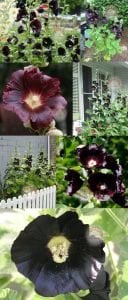 Siyah gülhatmi fidesi dev alcea nigra hollyhock