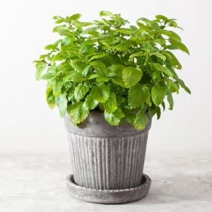 Şifalı melisa tohumu oğul otu lemon balm melissa officinalis