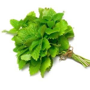 Şifalı melisa tohumu oğul otu lemon balm melissa officinalis