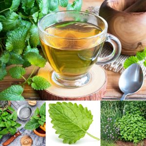 Şifalı melisa tohumu oğul otu lemon balm melissa officinalis