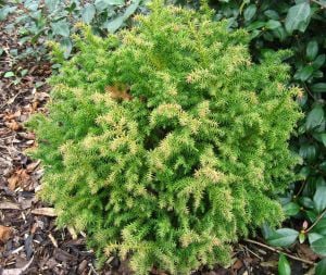 Cryptomeria japonica vilmoriniana sedir ağacı fidesi japon sugi