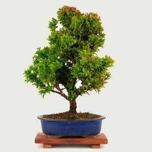 Cryptomeria japonica vilmoriniana sedir ağacı fidesi japon sugi