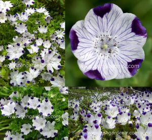 Nemophila tohumu 5 spot maculata