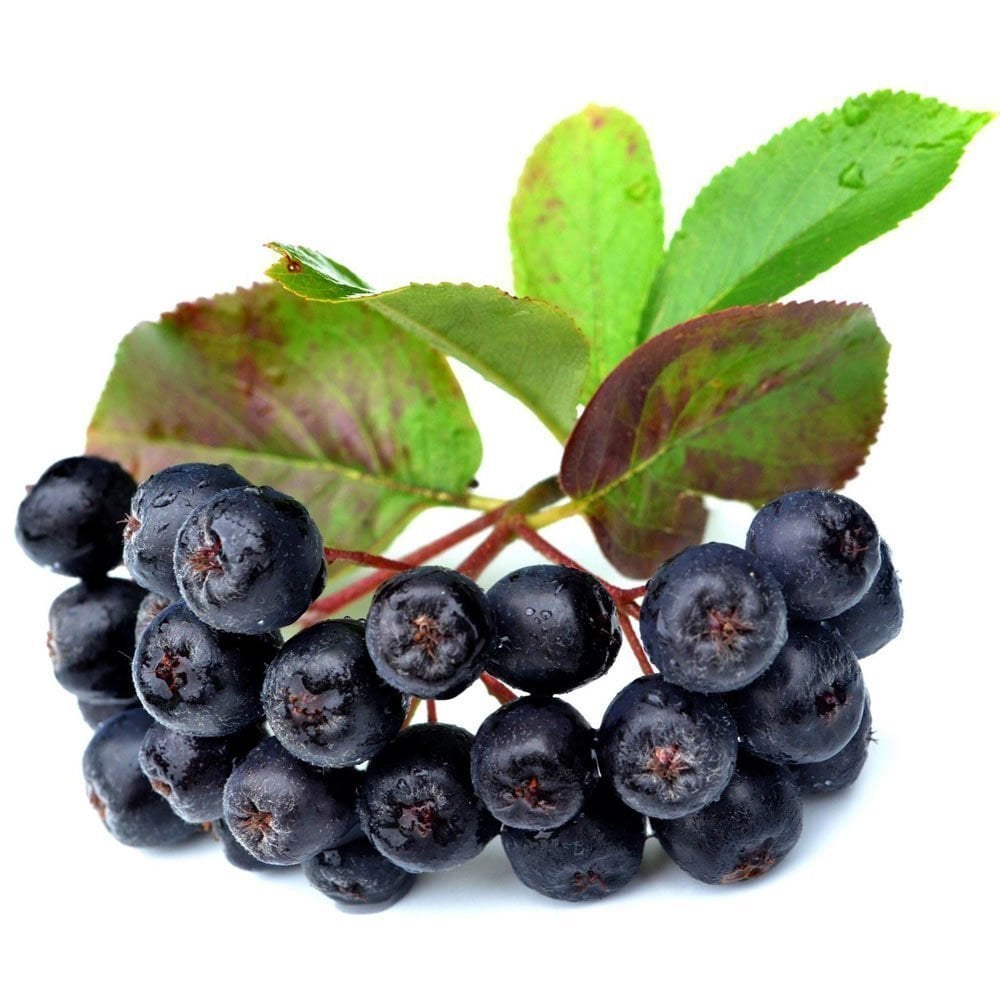 Aronia nero meyve fidanı