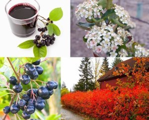 Aronia nero meyve fidanı