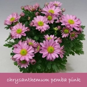 3 renk pemba krizantem fidesi kasımpatı mix chrysanthemum